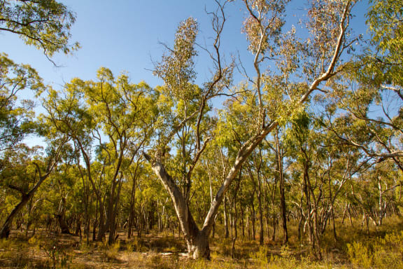 Eucalypt forest in dry bed of Flaggy Creek, north of Coonabarabran, NSW