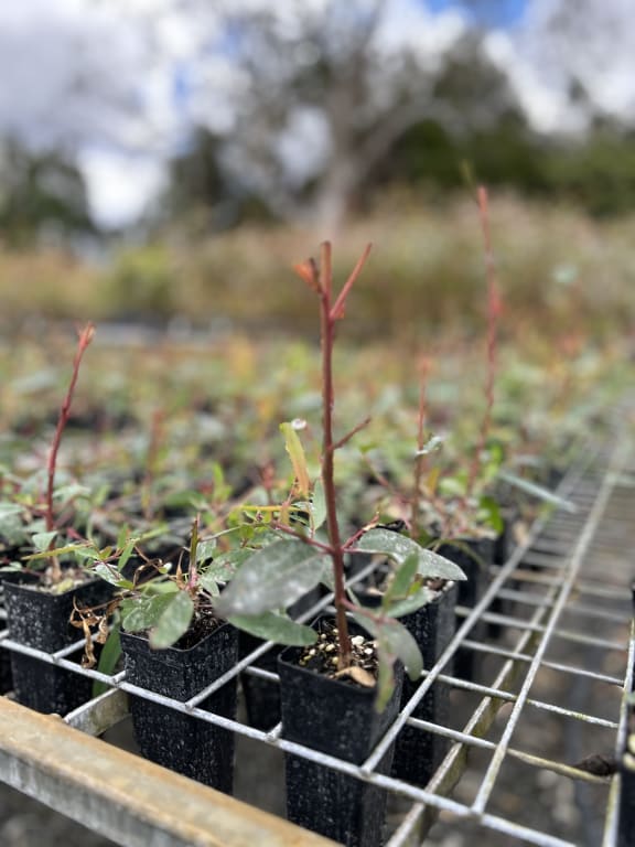 Seedlings munched by Claude.