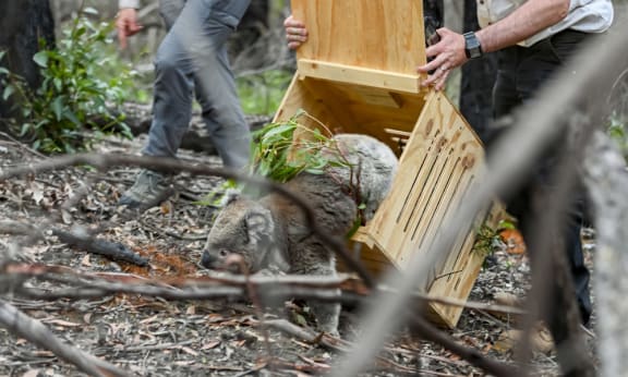 Frankie the koala is released back into the wild