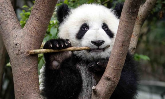 Giant panda (Ailuropoda melanoleuca) eating at the Chengdu Research Base of Giant Panda Breeding