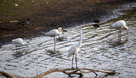 Great egret (Ardea alba modesta) at Lake Gwelup Nature Reserve
