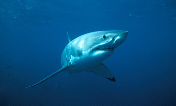Great white shark