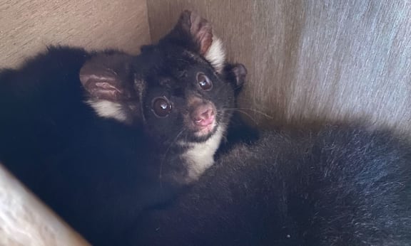 Greater glider inside nest box