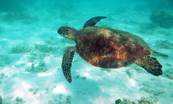 Green turtle swimming around Heron Island, Queensland