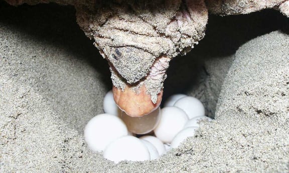 Hawksbill turtle laying eggs, Chiriqui beach, Panama