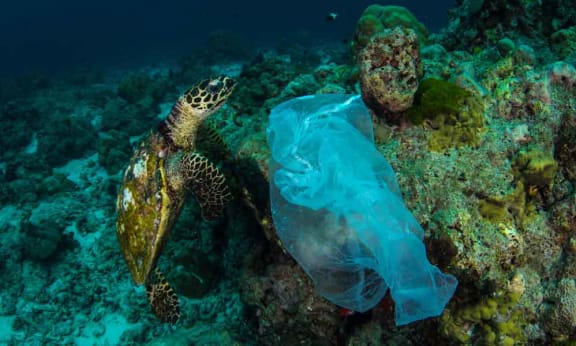 A Hawksbill turtle and a plastic bag in Similan Islands, Thailand