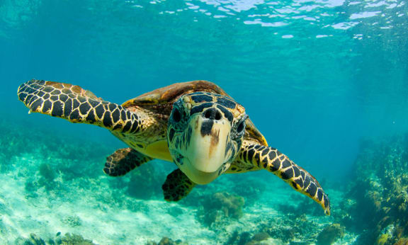 Hawksbill turtle (Eretmochelys imbricata) swimming underwater, Nosy Be, North Madagascar