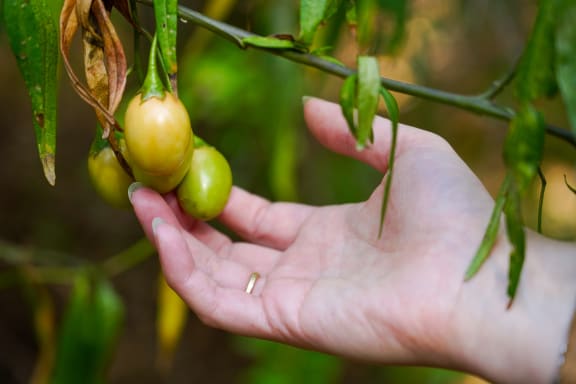 Bullibulli (Gunditjmara), also known as Kangaroo Apple, or Bush Tomato (Solanum laciniatum) in the Ngargee Tree Garden (Albert Park, VIC).