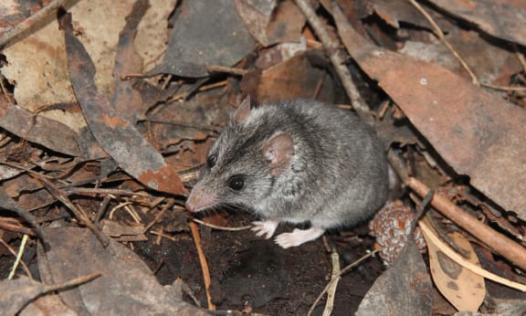 The endangered Kangaroo Island dunnart has had fires burn through its known habitat on Kangaroo Island. The species may now be on the very brink of extinction. WWF's support will be used to prevent the threatened Kangaroo Island dunnart, and other species, from extinction