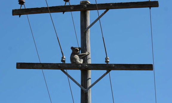 Koala taking refuge on a power pole, South East Queensland