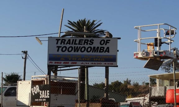 Koala on top of a local sign, southeast Queensland