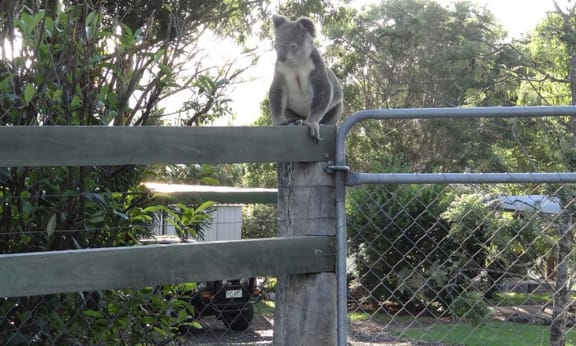 Koala on suburban fence, South East Queensland