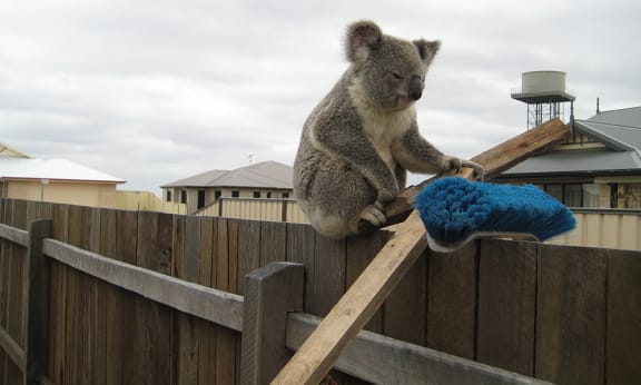 Koala taking refuge on suburban fence, South East Queensland
