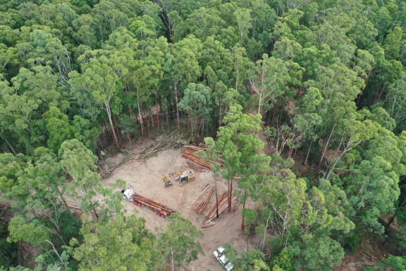 Aerial of logging koala habitat in Lower Bucca State Forest, NSW