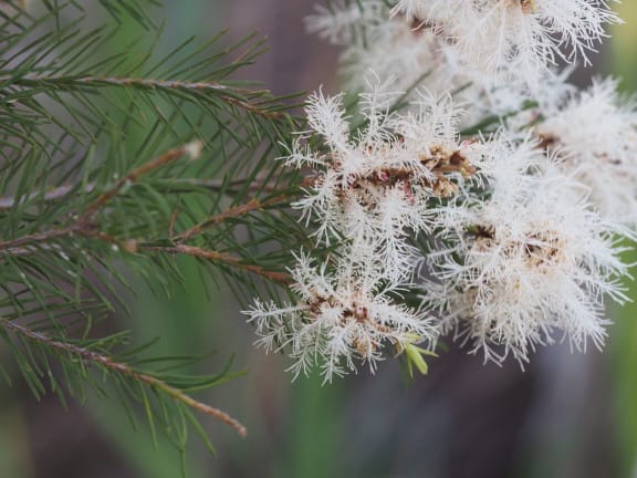 Tea Tree (Melaleuca alternifolia) foliage and flowers (Wikicommons)