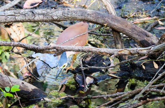 The nankeen night heron (Nycticorax caledonicus) doing its own thing at Lake Gwelup Nature Reserve