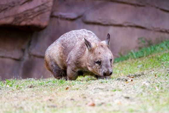 Northern hairy-nosed wombat walking on grass.