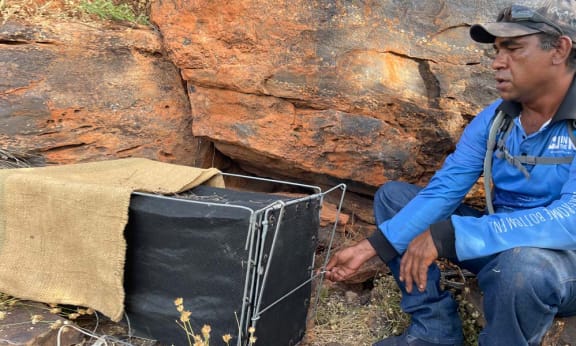 Nyikina Mangala Ranger Redman Watson setting a Thomas trap in wiliji habitat on Erskine Range