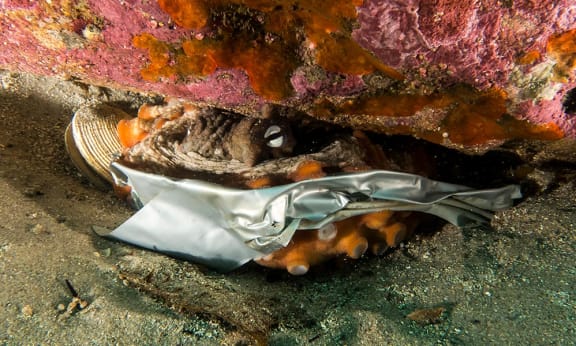Common Sydney octopus (Octopus tetricus) found with duct / adhesive tape stuck to its suckers at Bare Island, La Perouse