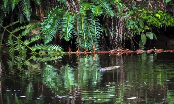 A duck-billed platypus (Ornithorhynchus anatinus) swims in a river in northeast Tasmania