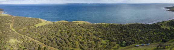 A growing drooping sheoak woodland at Fishery Beach. More habitat like this will need to be created to bring glossies back to the mainland