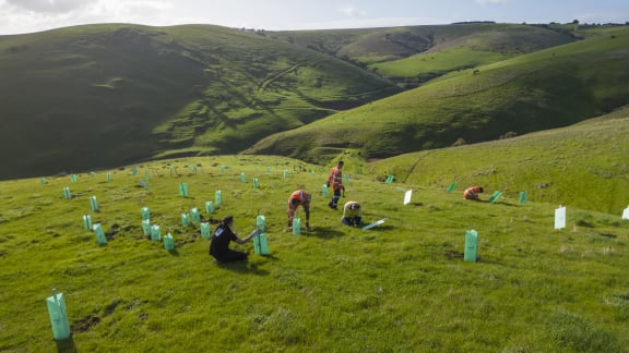 WWF-Australia and Greening Australia, with the help of RAW Group are planting glossy black cockatoo habitat trees - She-oaks, on a farmer's property (Ed Vercoe) down at Carrickalinga, South Australia.