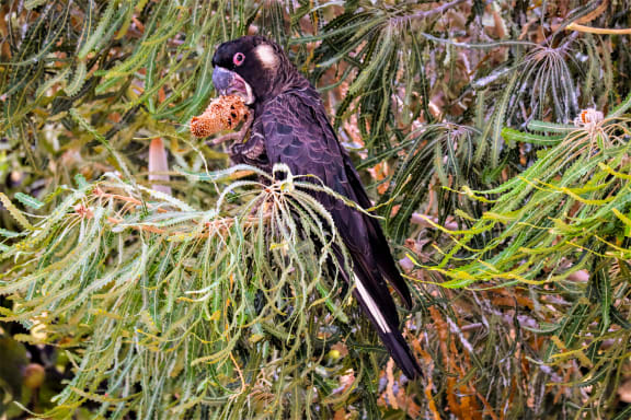 Golyenok or ngolak (short-billed black cockatoo (Calyptorhynchus latirostris/baudinii)) eating banksia at Lake Gwelup Nature Reserve