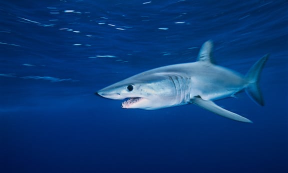 A Shortfin mako shark (Isurus oxyrinchus) off the coast of California, United States