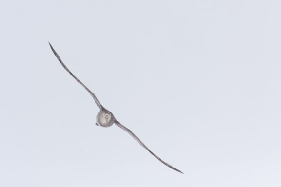 Southern giant petrel (Macronectes giganteus) flies in the sky, Antarctic Peninsula