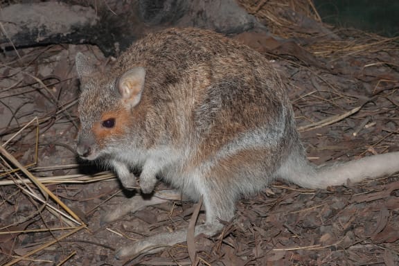 Close-up of an Australian spectacled hare-wallaby