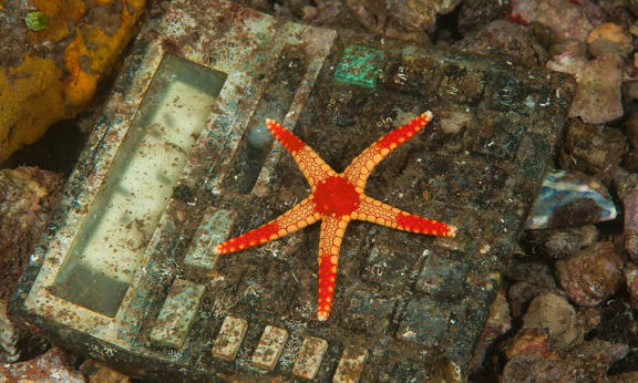 Starfish (Fromia monilis) stuck on a plastic calculator trashed near Banda Neira, Indonesia