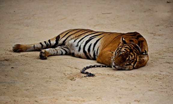 A semi-tamed tiger at Kanchanaburi tiger temple, Thailand
