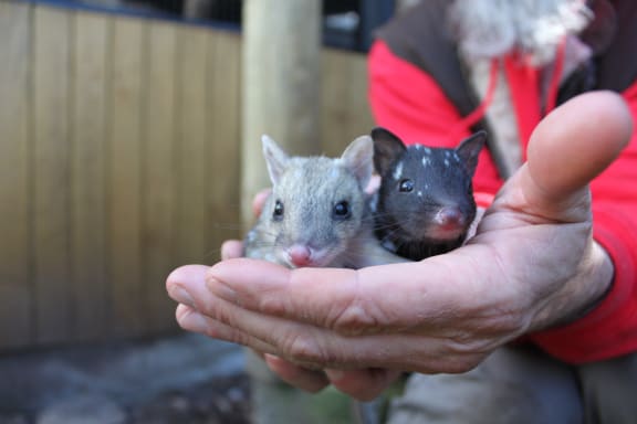Androo Kelly (Owner & Director of Trowunna Wildlife Park) holding two eastern quoll pups in Mole Creek, Tasmania.