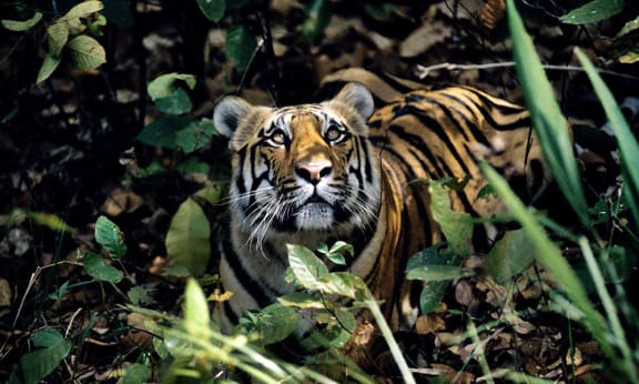 Tiger (Panthera tigris) looking upwards, India