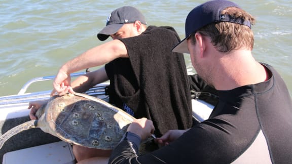 Measuring barnacles on a turtle