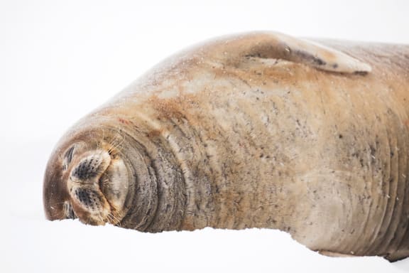 Portrait of a sleeping Weddell seal (Leptonychotes weddllii), Antarctic Peninsula