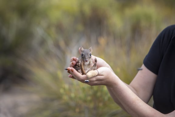 A juvenile bettong born on Yorke Peninsula.