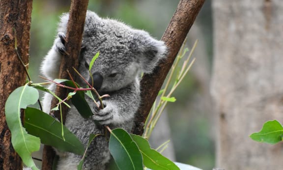 Young koala perched in a tree at Currumbin Wildlife Sanctuary