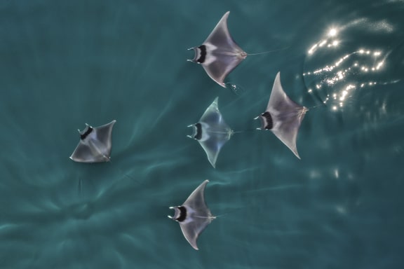 Spinetail devil rays (Mobula mobular)  aerial view,
Baja California, Mexico