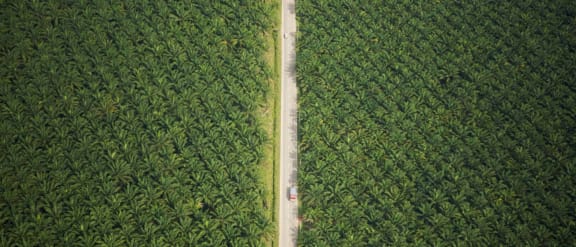 Aerial view of road running through oil palm plantation. Sungai Petani vicinity, Kedah, Malaysia. May 2006