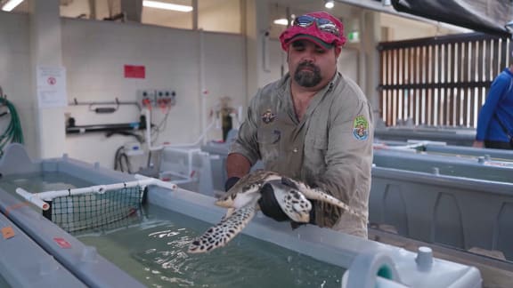 Girringun Ranger Andrew Congoo holding Hawksbill at James Cook University