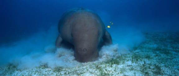Dugong in Indo-Pacific Ocean