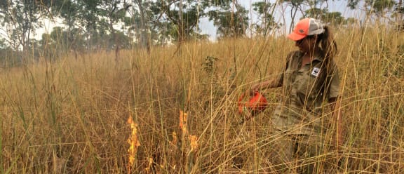 Jessica Chapman, contractor for WWF, undertaking fire management in Wyndham, Kimberley, March 2017. Prescribed burning to protect Gouldian finch nest boxes and important breeding habitat and also protect the town of Wyndham against hot late season wild fires.