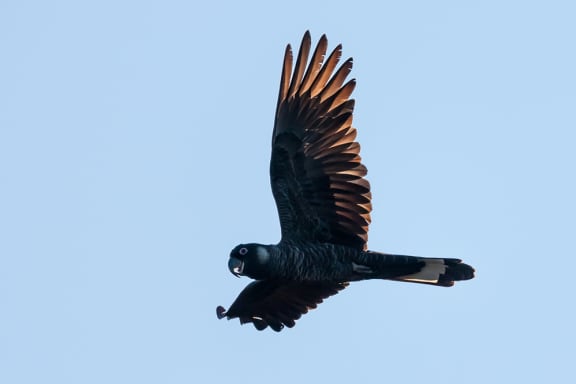 Baudin's black cockatoos (Calyptorhynchus baudinii) in flight. Western Australia