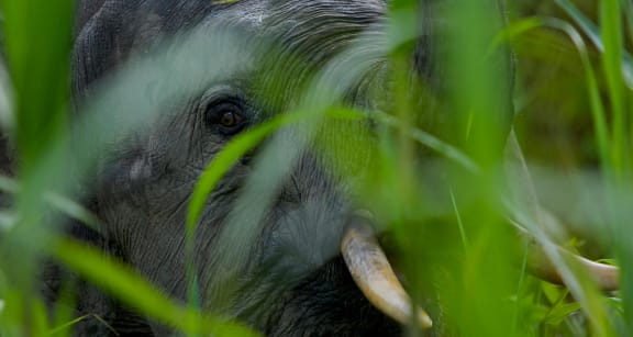 Borneo pygmy elephant, Malaysia