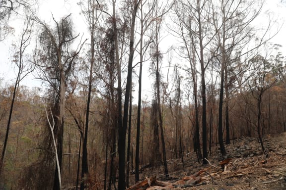 Burned trees in Maryvale