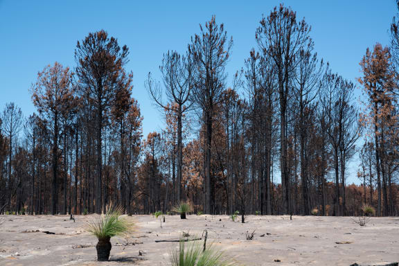 Bushfire-affected landscape in Two Rocks, WA