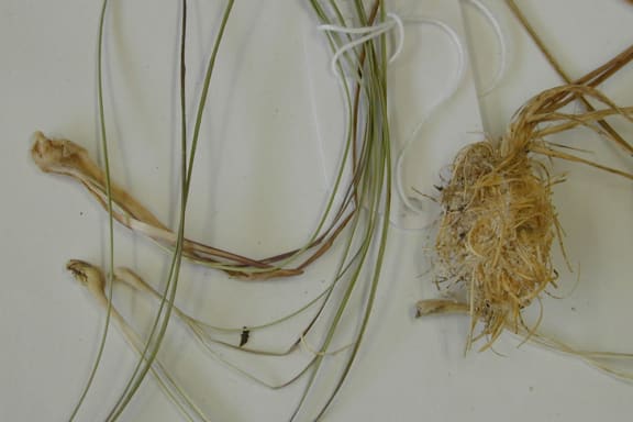 A sample of cockatoo grass