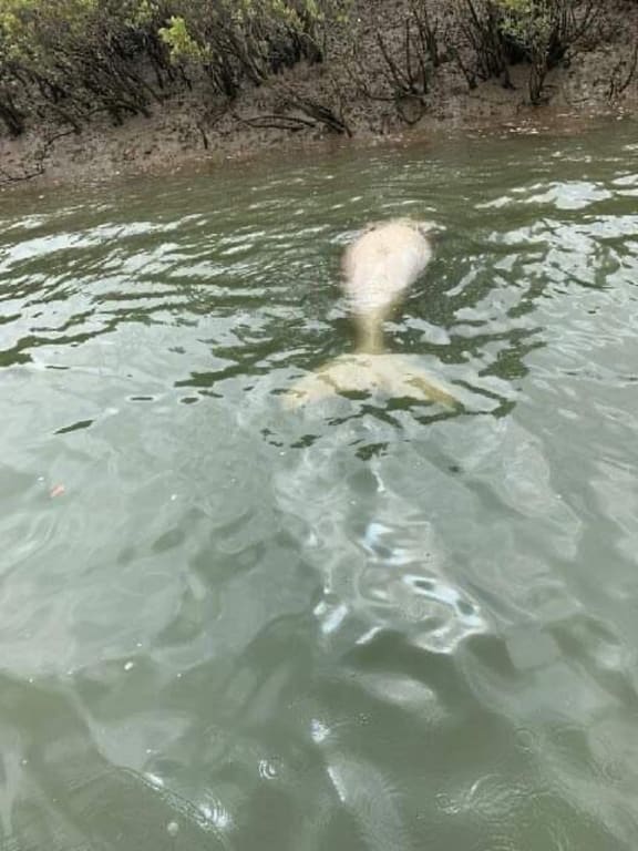 Dugong floating at Beaver Rock, Mary River