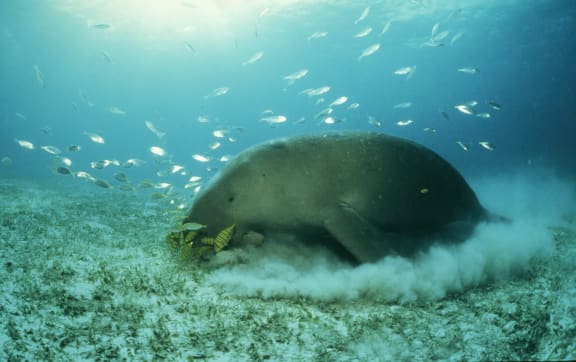 Dugong dugon Dugong grazing Palawan, Philippines